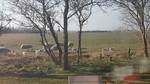 lammetjes lammetjes